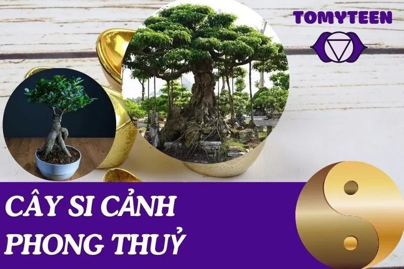 Cây Si Cảnh Phong Thuỷ: Ý Nghĩa, Tác Dụng và Cách Trồng