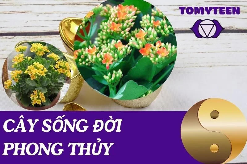 Cây Sống Đời Phong Thủy: Ý Nghĩa, Lợi Ích Và Cách Chăm Sóc