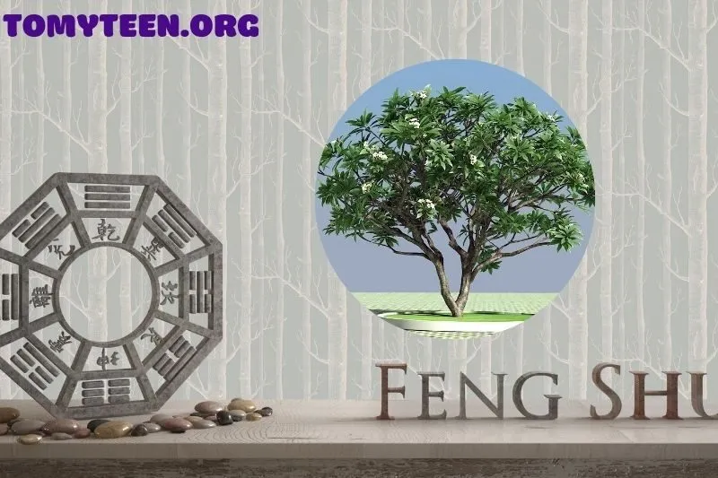 Cây sứ đại hợp với tuổi nào và mệnh nào?