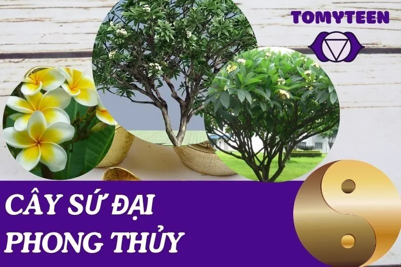 Cây sứ đại phong thủy