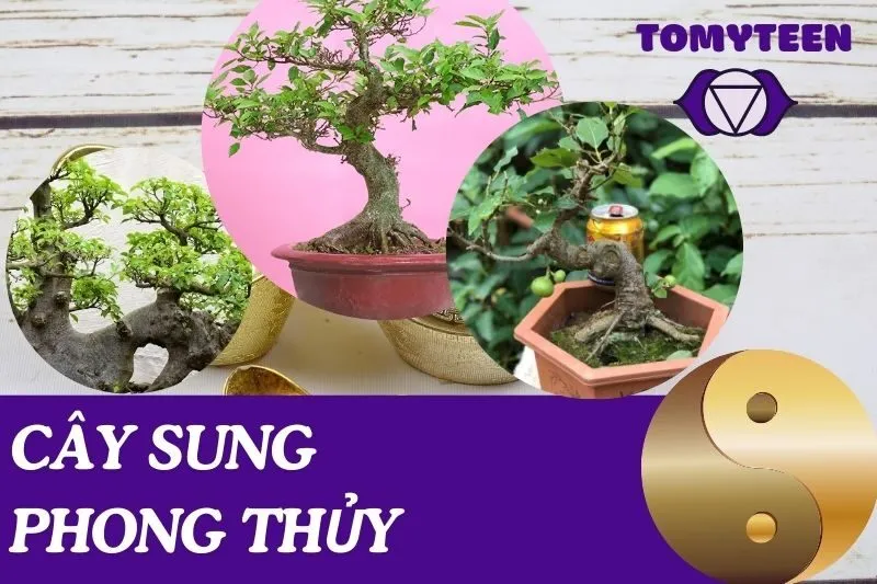 Cây sung phong thủy