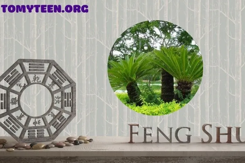 Cây Thiên Tuế Phong Thủy: Ý Nghĩa và Tác Dụng Quan Trọng