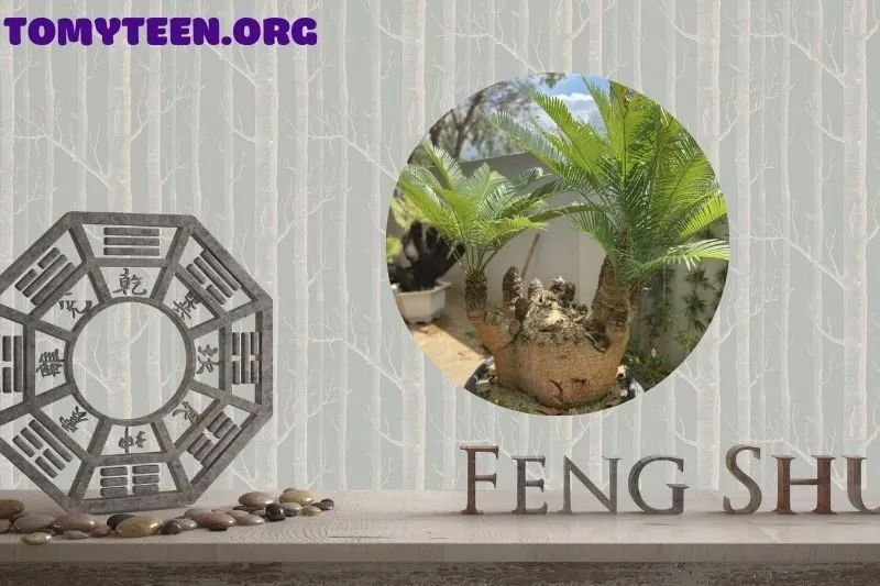 Cây Thiên Tuế Trong Phong Thủy Văn Phòng