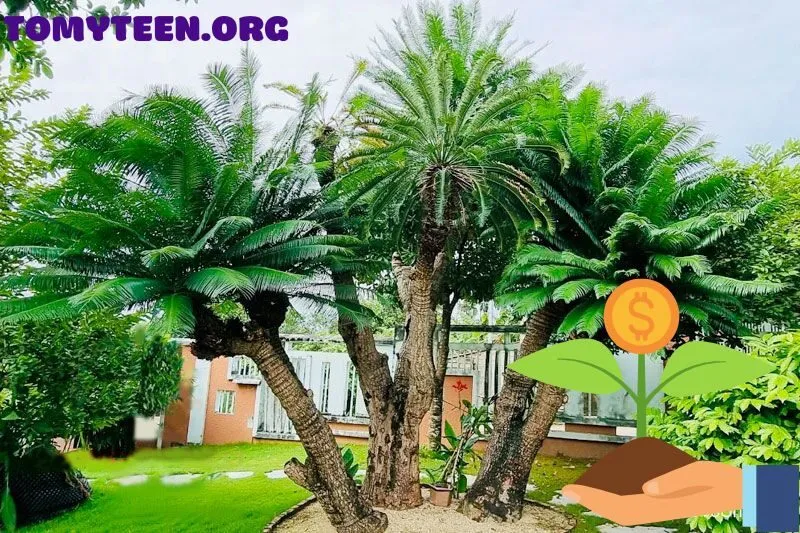 Cây Thiên Tuế Trong Thiết Kế Cảnh Quan Sân Vườn