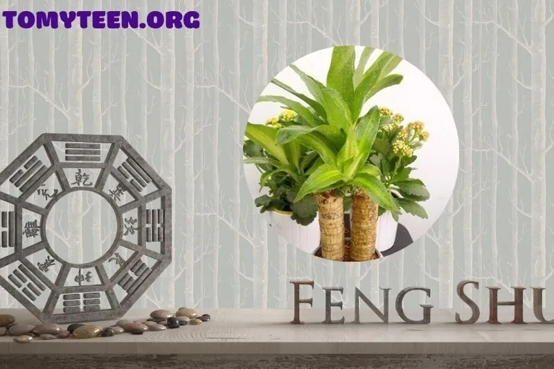 Cây thiết mộc lan hợp với tuổi nào?