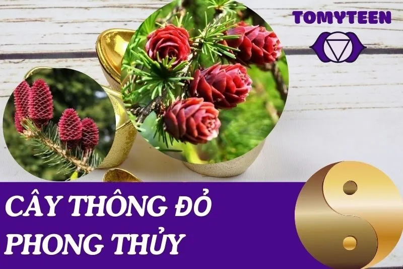 Cây Thông Đỏ Phong Thủy: Ý Nghĩa, Giá Trị, Và Cách Chăm Sóc