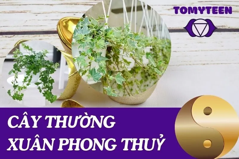 Cây Thường Xuân Phong Thuỷ: Ý Nghĩa Và Lợi Ích Cho Không Gian Sống