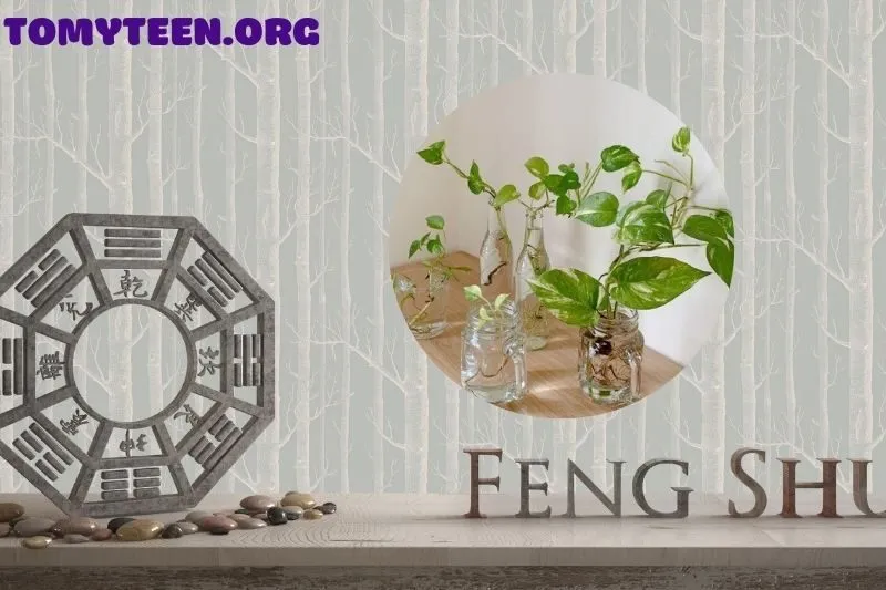 Cây Trầu Bà Hợp Với Ai Và Không Gian Nào?