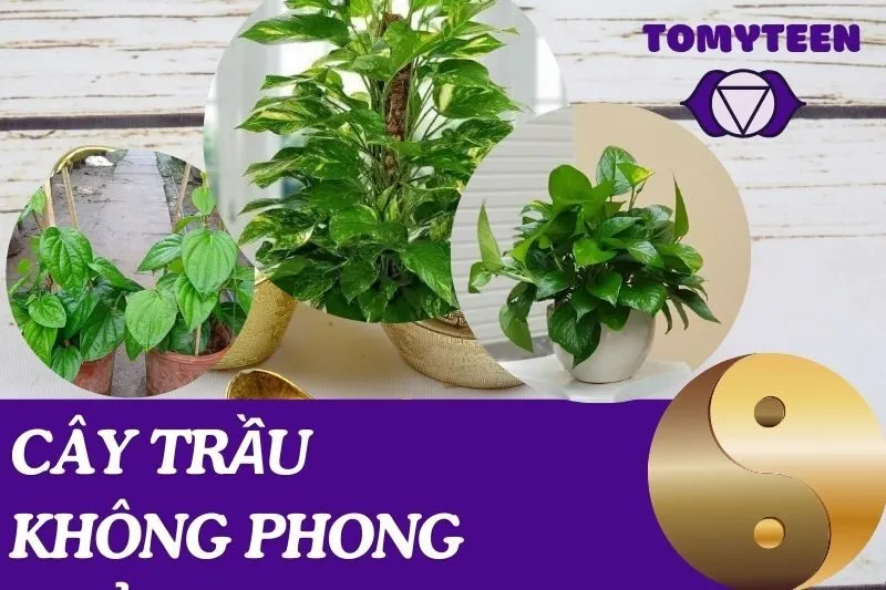 Cây trầu không phong thủy