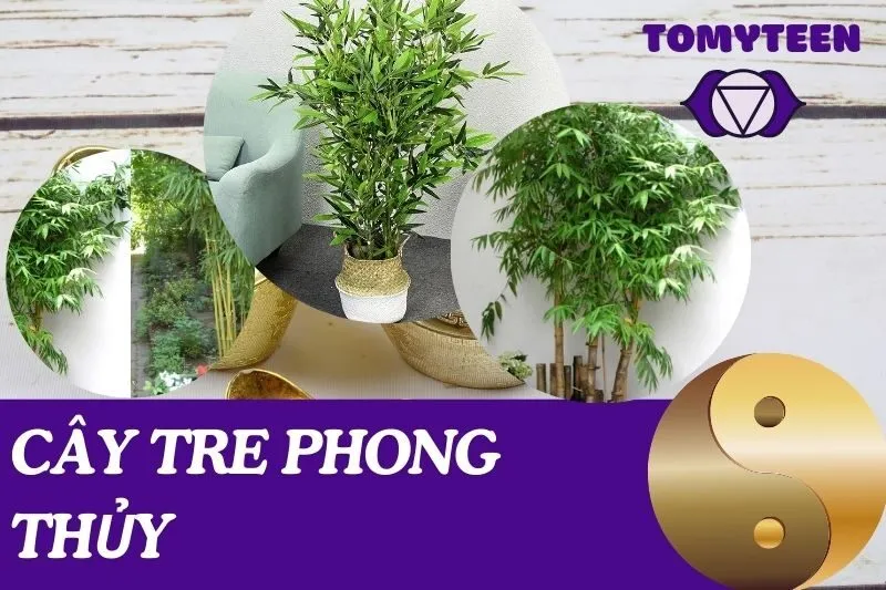 Cây tre phong thủy
