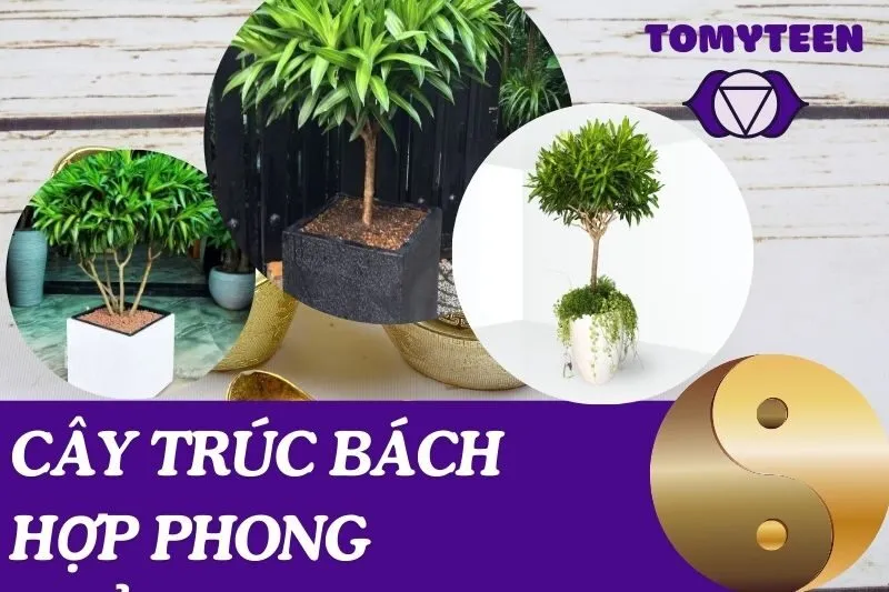 Cây trúc bách hợp phong thủy