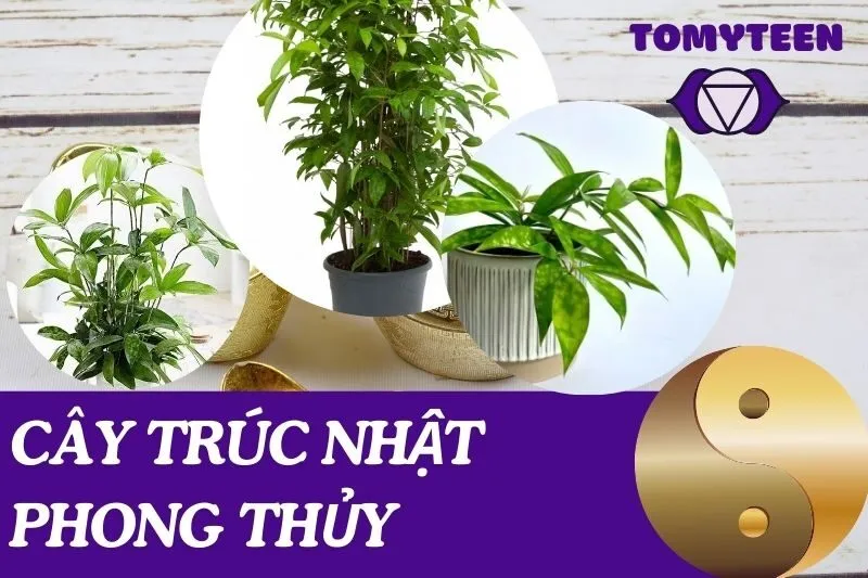 Cây trúc Nhật phong thủy