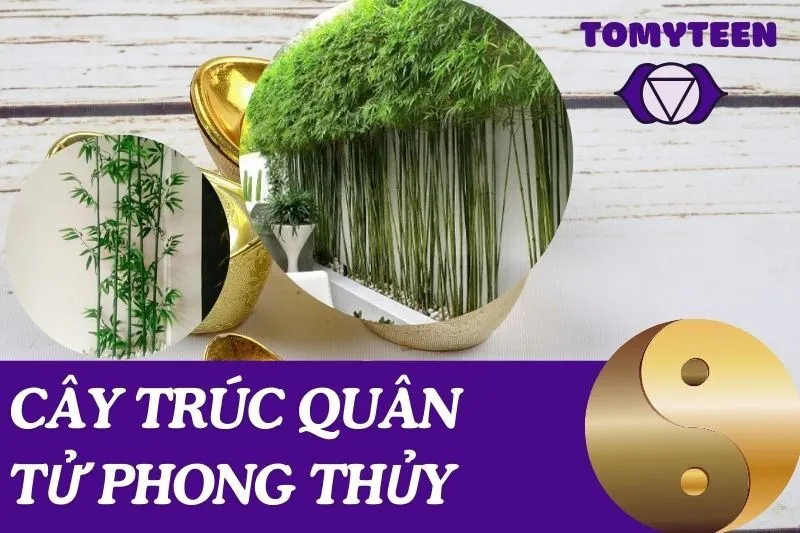 Cây Trúc Quân Tử Phong Thủy: Ý Nghĩa và Hướng Dẫn Trồng