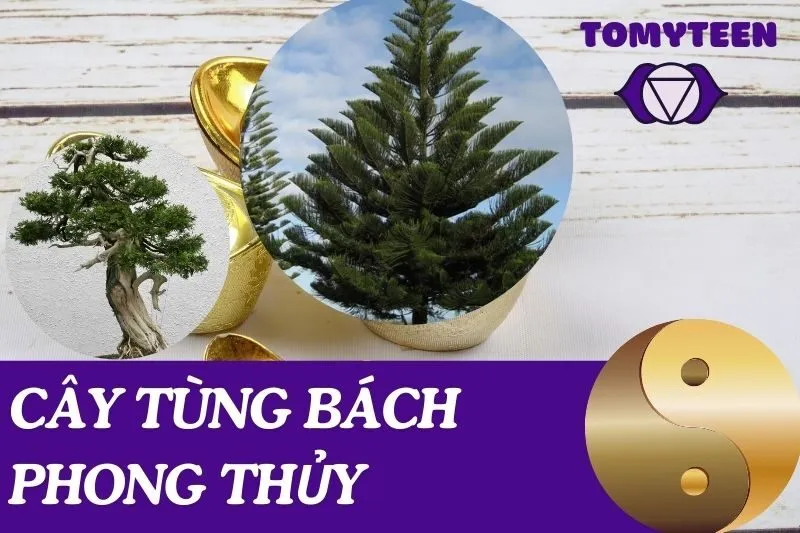 Cây tùng bách phong thuỷ