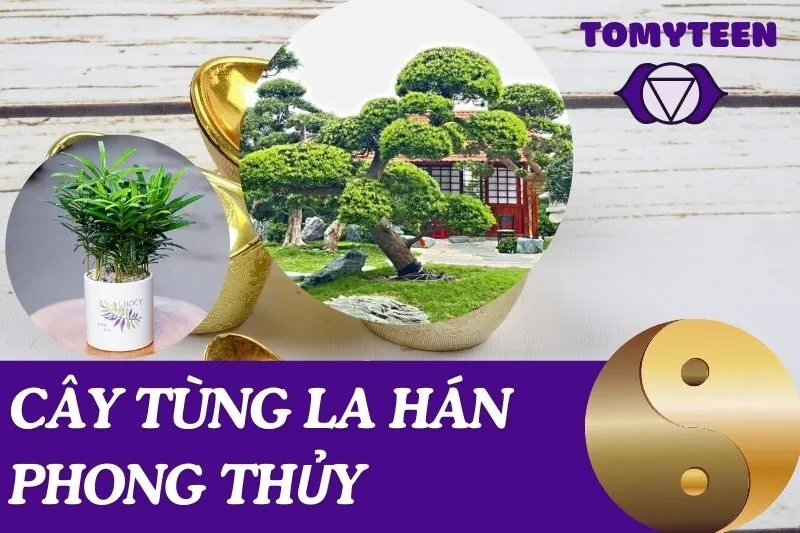 Cây Tùng La Hán Phong Thủy: Ý Nghĩa và Cách Chăm Sóc Đúng Chuẩn