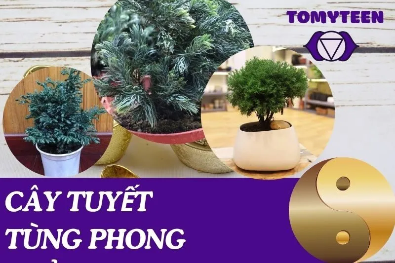 Cây tuyết tùng phong thủy