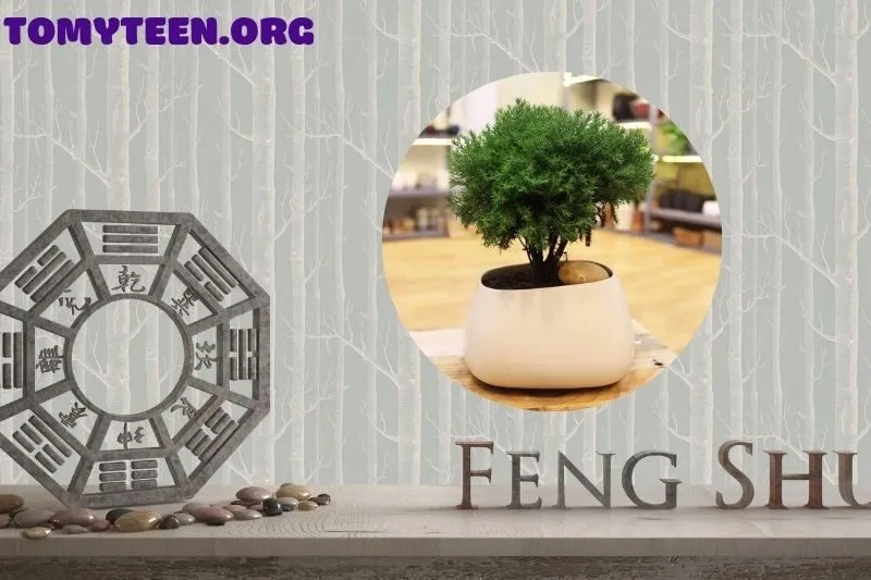 Cây tuyết tùng phù hợp với mệnh và tuổi nào?