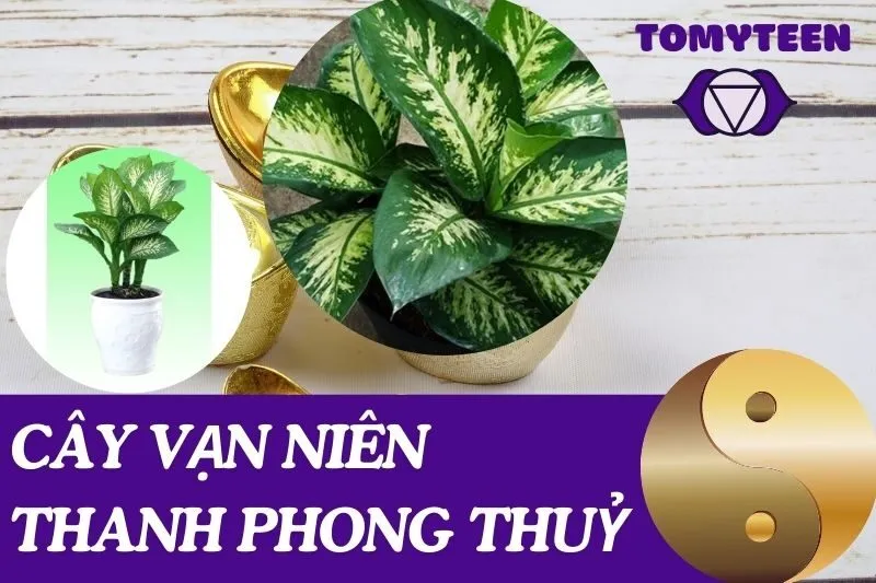 Cây Vạn Niên Thanh Phong Thuỷ: Ý Nghĩa, Chăm Sóc, và Bài Trí
