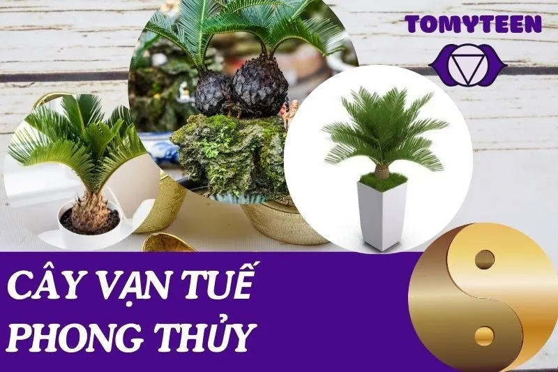 Cây vạn tuế phong thủy