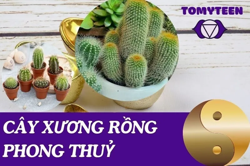 Cây xương rồng phong thuỷ: Ý nghĩa, hợp tuổi, cách đặt và chăm sóc