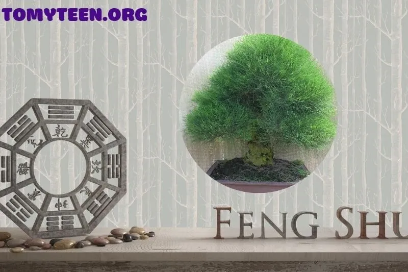 Chăm sóc cây dương liễu đúng cách