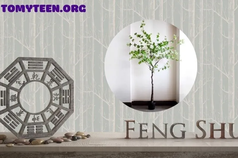 Có nên trồng cây Bàng Đài Loan trước nhà không?