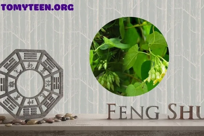 Có nên trồng cây hoa thiên lý trước cửa nhà?