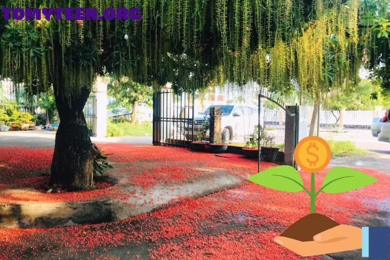 Có Nên Trồng Cây Lộc Vừng Trước Nhà Không?