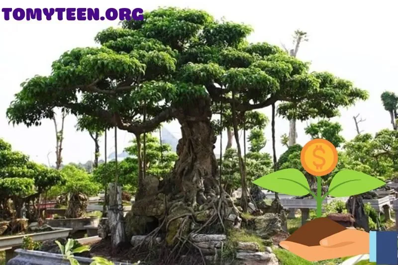 Có nên trồng cây si trước nhà?