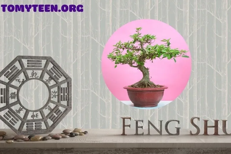 Có nên trồng cây Sung trước nhà không?