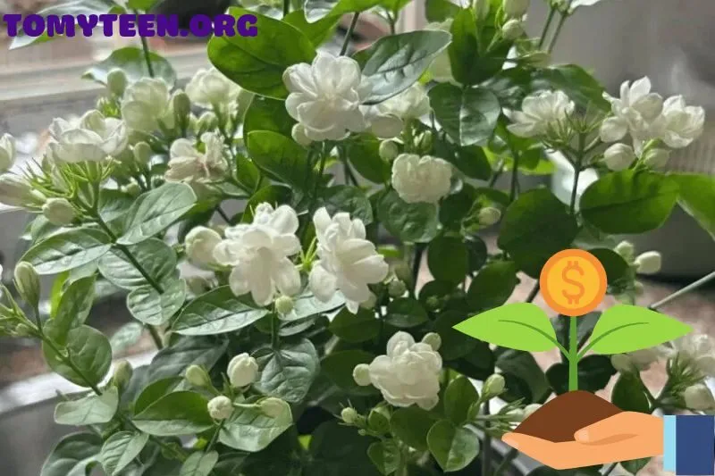 Có nên trồng hoa nhài trước nhà?