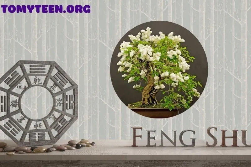 Công dụng của cây mộc hương trong đời sống