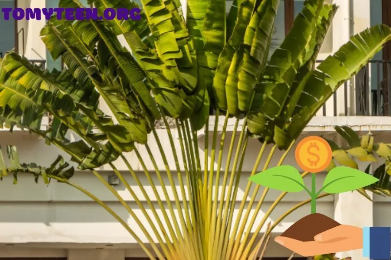 Đặc Biệt Lưu Ý Về Vị Trí Trồng Cây Chuối Cảnh