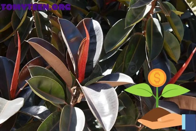 Đặc điểm nổi bật của cây đa búp đỏ