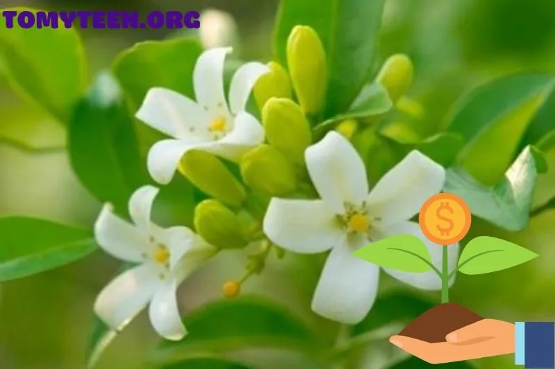 Giá bán và nơi mua cây nguyệt quế phong thủy