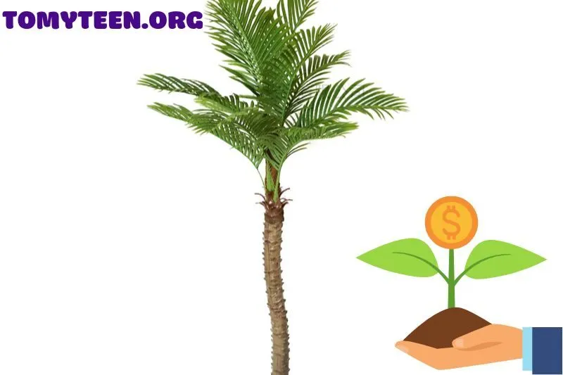 Giá cây Cau Vua và địa chỉ mua cây uy tín