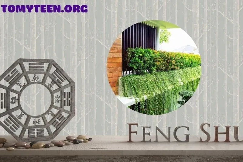 Giá cây cúc tần Ấn Độ và địa chỉ mua uy tín