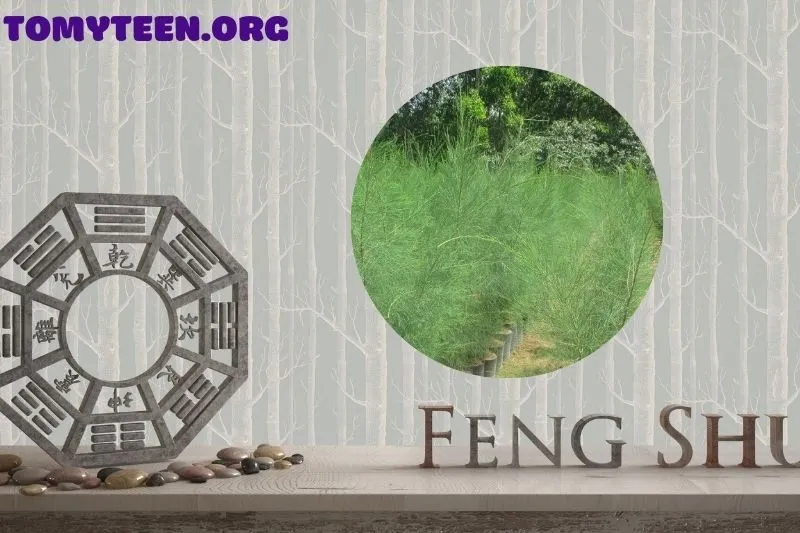 Giá cây dương liễu và nơi mua uy tín