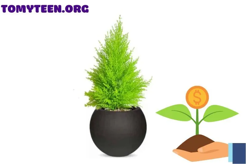 Giá Cây tùng thơm trên thị trường hiện nay
