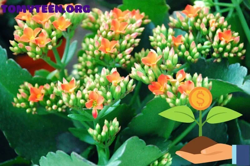 Giá Thành Của Cây Sống Đời