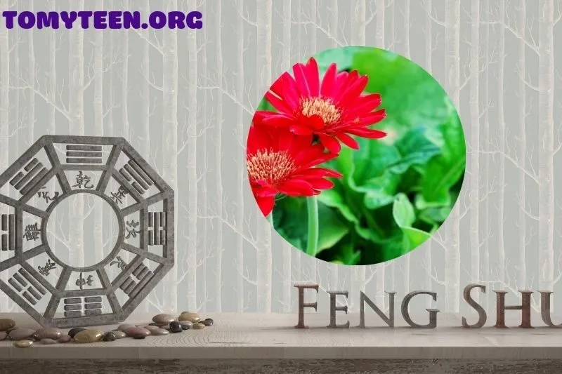 Hoa đồng tiền trong phong thủy nhà ở: