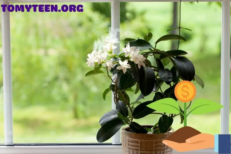 Hướng dẫn cách trồng cây hoa nhài đúng kỹ thuật