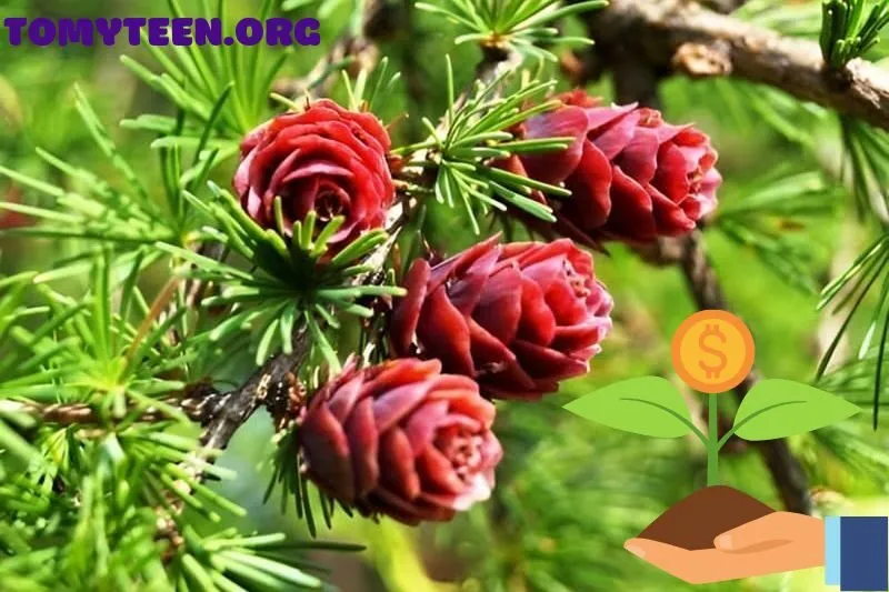 Hướng dẫn cách trồng và chăm sóc cây thông đỏ