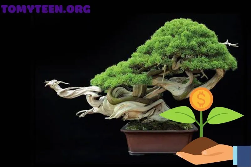 Hướng dẫn chăm sóc cây bonsai đúng cách