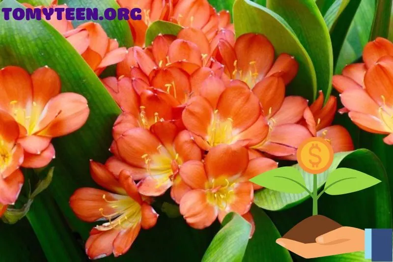 Hướng dẫn chăm sóc cây lan quân tử