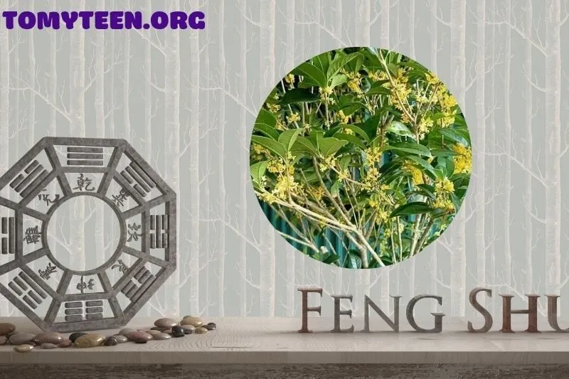 Hướng dẫn chăm sóc cây mộc hương ra hoa đẹp