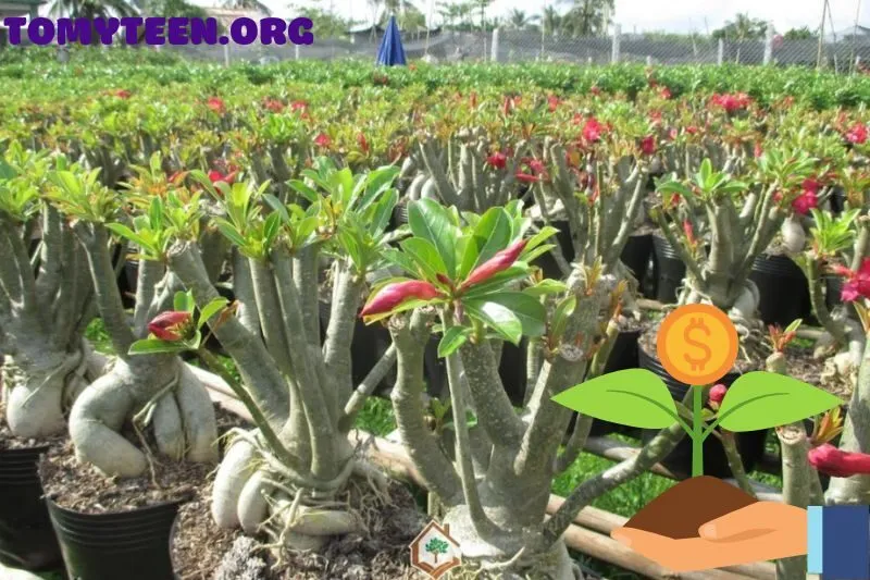 Hướng dẫn chăm sóc cây sứ thái để cây luôn xanh tốt