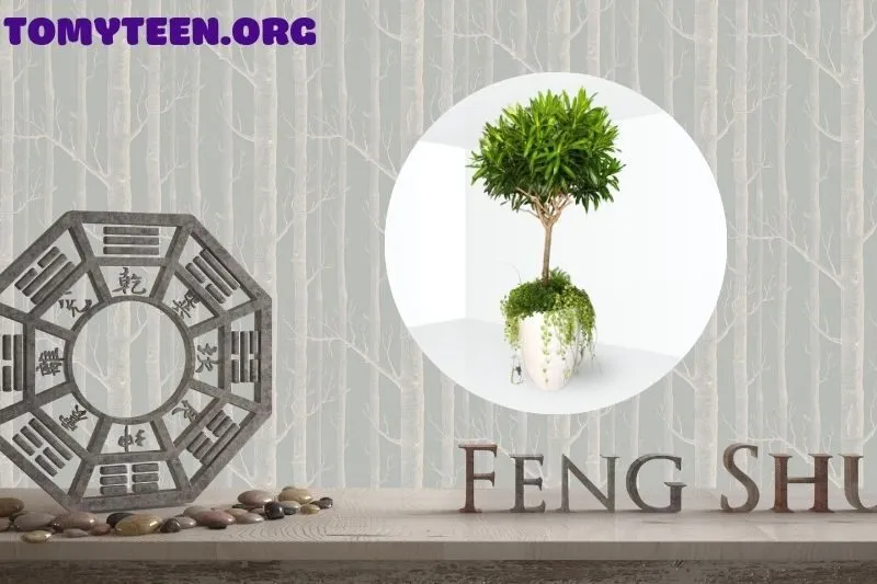 Hướng dẫn chăm sóc cây trúc bách hợp