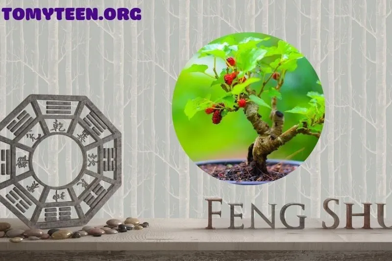 Hướng dẫn trồng và chăm sóc cây dâu tằm phong thủy