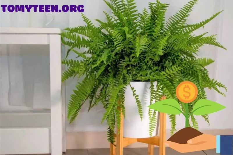 Hướng dẫn trồng và chăm sóc cây dương xỉ phong thủy đúng cách